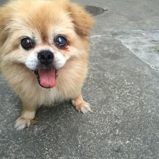 可爱小狗吐舌咧嘴超萌
