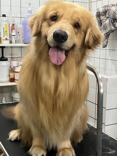 可爱金毛犬在宠物美容店