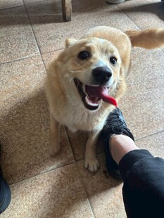 可爱狗狗亲昵蹭人脚边