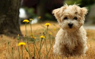 草地上的可爱小萌犬