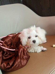 小狗钻在棕色包包里