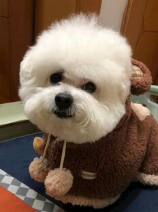 可爱比熊穿萌趣小衣服