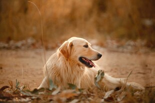 阳光下的金毛犬