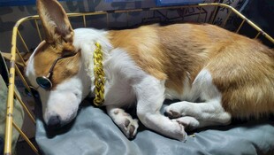 熟睡的柯基犬