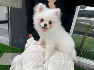 可爱博美犬坐在腿上
