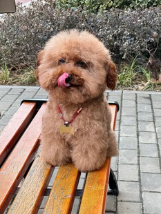 可爱小狗吐舌坐长椅