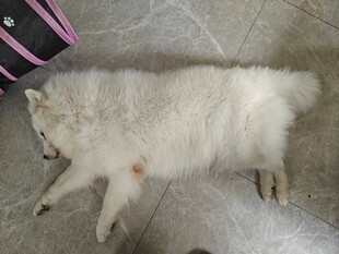 趴着的白色蓬松宠物犬