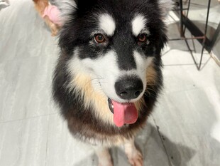 可爱黑白犬吐舌卖萌
