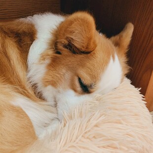 熟睡的狗狗依偎毛绒玩具