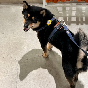帅气黑柴犬系牵引绳站立