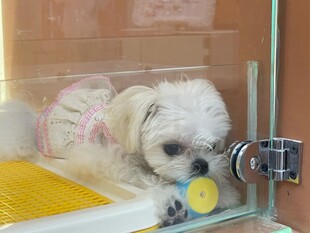 可爱小白狗趴在玻璃后