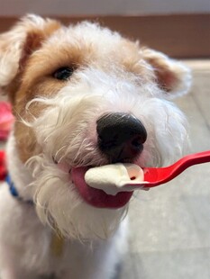 小狗用勺子开心进食
