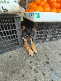 小狗躲在摊位下