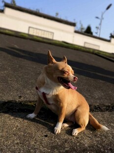阳光下的可爱比特犬