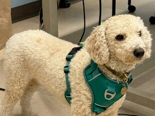 穿背心的可爱贵宾犬