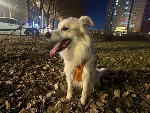 夜晚户外的可爱宠物狗