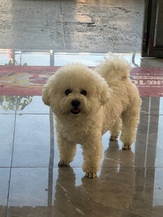 可爱比熊犬站立在地面