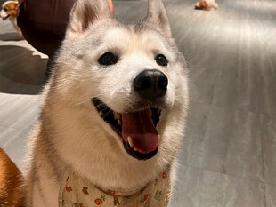微笑的萨摩耶犬
