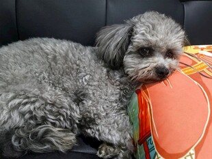 灰色小狗依偎橙色物件