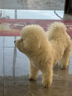 可爱比熊犬站立室内