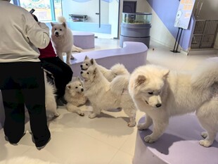 室内几只萨摩耶乖巧待着