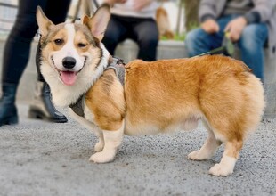 可爱柯基犬街头模样