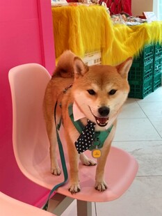 可爱柴犬端坐粉色椅子上