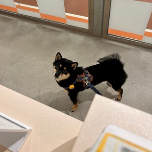 室内可爱黑柴犬站立