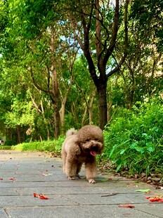 小萌犬在林间小道漫步