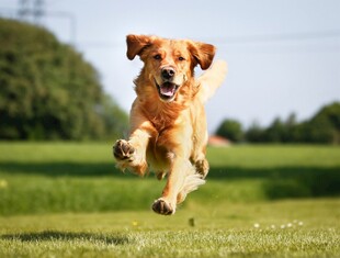 金毛犬在草地上欢快奔跑