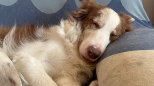 熟睡的边牧犬