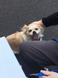 抚摸小狗的温馨瞬间
