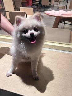 可爱博美犬张嘴露笑