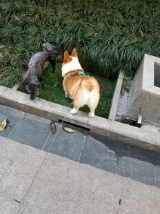 柯基与黑猫对视瞬间