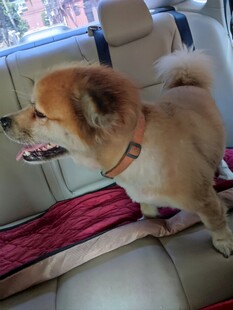 车内萌犬惬意乘车