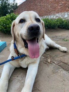 趴着的可爱拉布拉多犬
