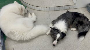 两只猫咪依偎在沙发上