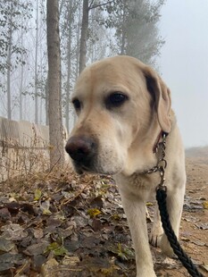 拴着的拉布拉多犬