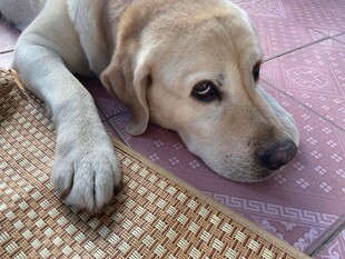 趴着的拉布拉多犬