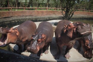 河马群在水边休憩