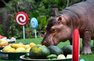 河马享用丰盛水果大餐