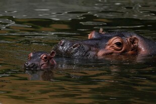 水中的河马头部特写