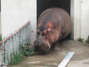 河马从门洞探出身子