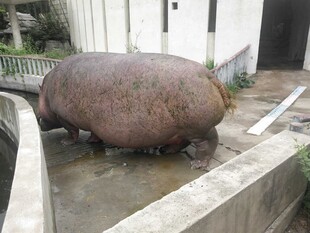 巨大奇特物体置于户外角落