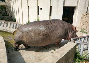 河边站立的壮硕河马