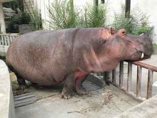 河马张嘴站在围栏旁