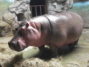 动物园里的河马
