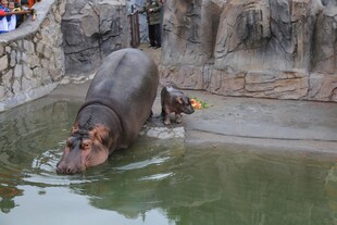 河马与幼崽在水边互动