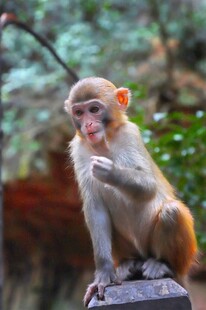 石上小猴俏皮可爱模样