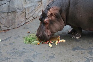 河马低头进食鲜嫩草料